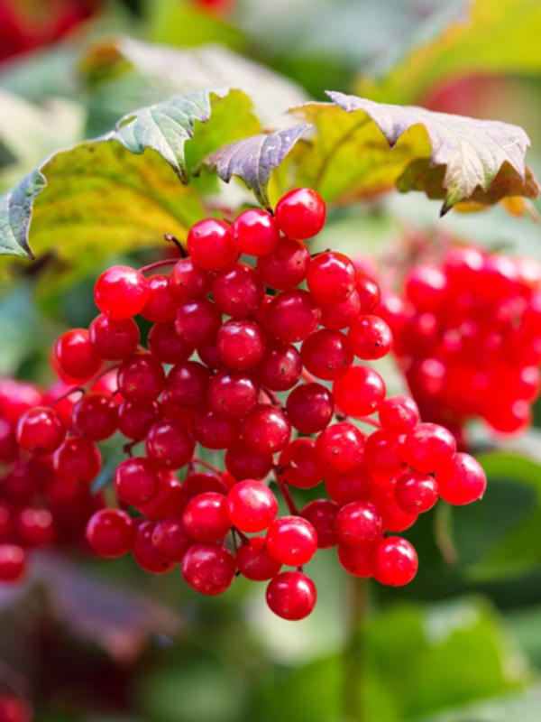 <p style="text-align:center">Highbush Cranberry (<em>Viburnum opulus</em>)<br /><br/><sup>Photo: ABMI</sup></p><br/>