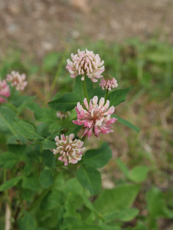 <p style="text-align:center">Alsike Clover&nbsp;(<em>Trifolium hybridum)</em><br /><br/><sup>Photo:&nbsp;Diane Haughland</sup></p><br/>