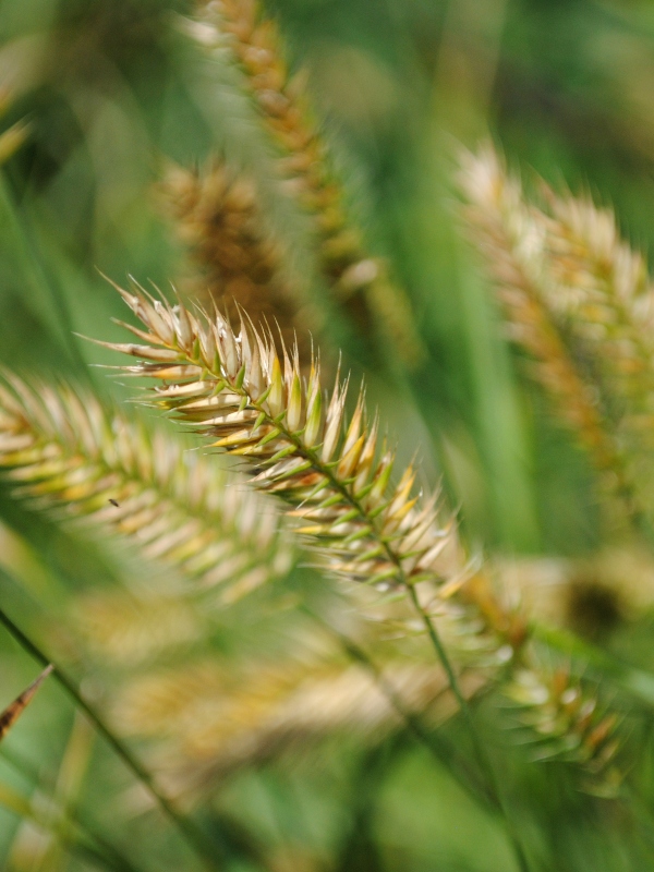 <p style="text-align:center">Crested Wheatgrass (<em>Agropyron cristatum</em>)<br /><br/><sup>Photo:&nbsp;ABMI</sup></p><br/>