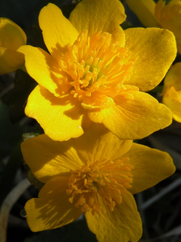 <p style="text-align:center">Marsh Marigold (<em>Caltha palustris</em>)<br /><br/><sup>Photo: ABMI</sup></p><br/>