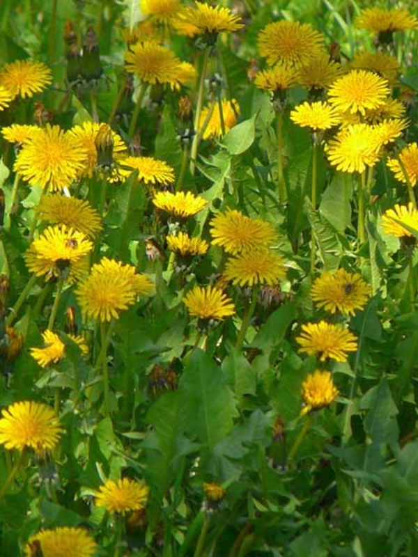 <p style="text-align:center">Common Dandelion (<em>Taraxacum officinale</em>)<br /><br/><sup>Photo:&nbsp;Radu Chibzii</sup></p><br/>