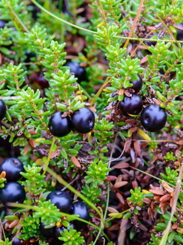 <p style="text-align:center">Crowberry (<em>Empetrum nigrum</em>)<br /><br/><sup>Photo: ABMI</sup></p><br/>